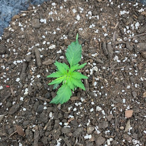 Girl Scout cookies #2 growlog timeline photo