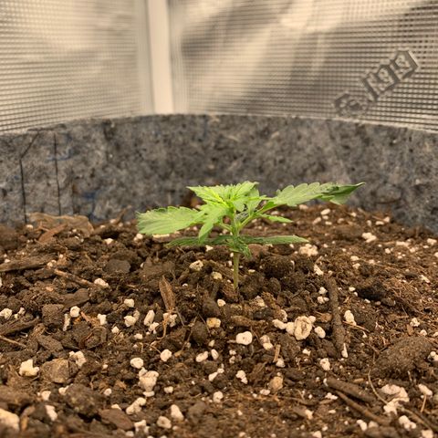Girl Scout cookies #2 growlog timeline photo
