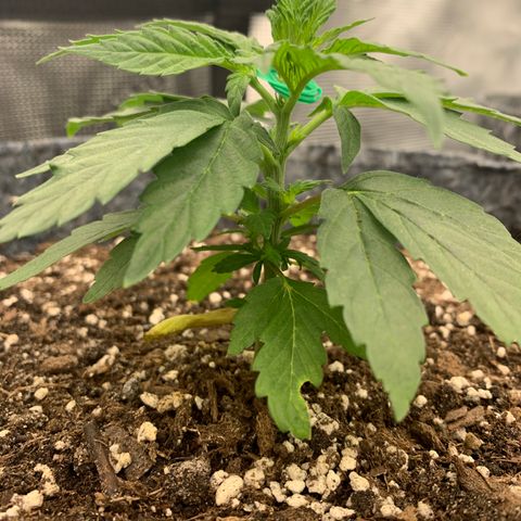 White runtz #1 growlog timeline photo