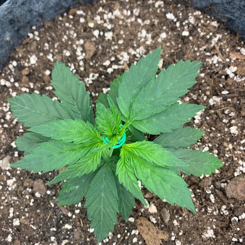 White runtz #1 growlog timeline photo
