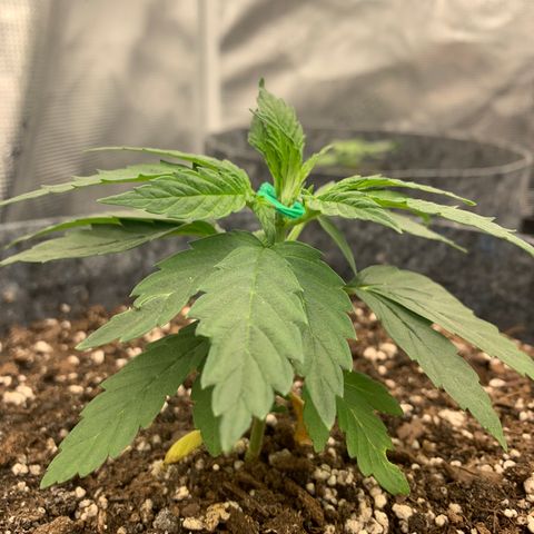 White runtz #1 growlog timeline photo