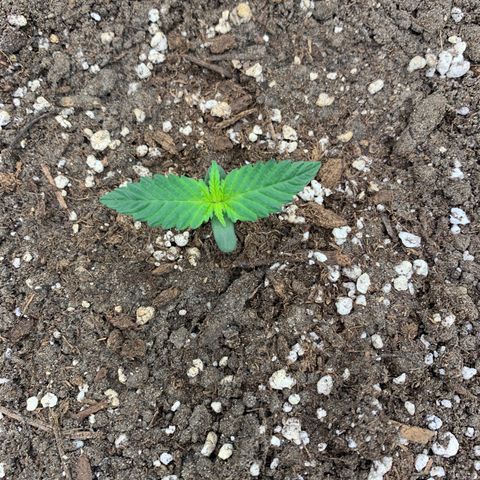 Forum Stomper growlog timeline photo