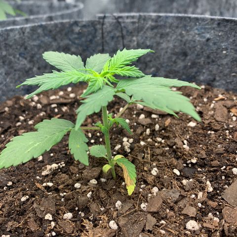 Girl Scout Cookies #1 growlog timeline photo