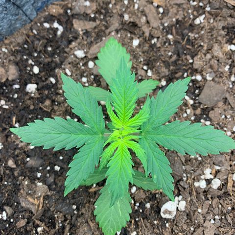 Girl Scout Cookies #1 growlog timeline photo