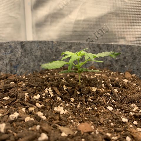 Girl Scout cookies #2 growlog timeline photo