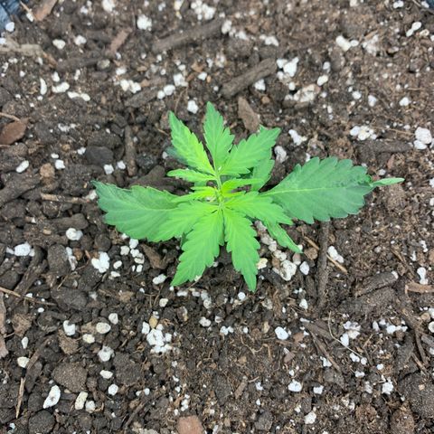 Girl Scout cookies #2 growlog timeline photo