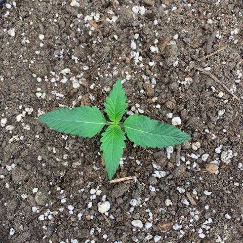 Forum Stomper growlog timeline photo