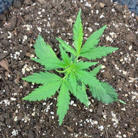Girl Scout cookies #2 growlog timeline photo