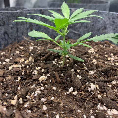 Girl Scout cookies #2 growlog timeline photo