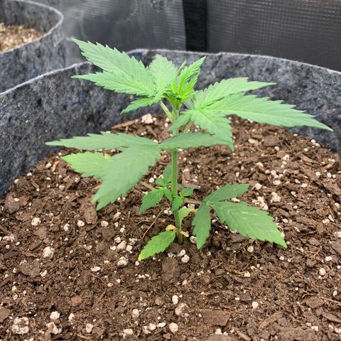 Girl Scout Cookies #1 growlog timeline photo