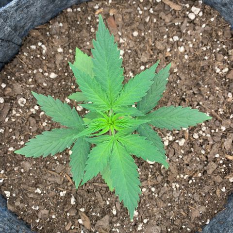Girl Scout Cookies #1 growlog timeline photo