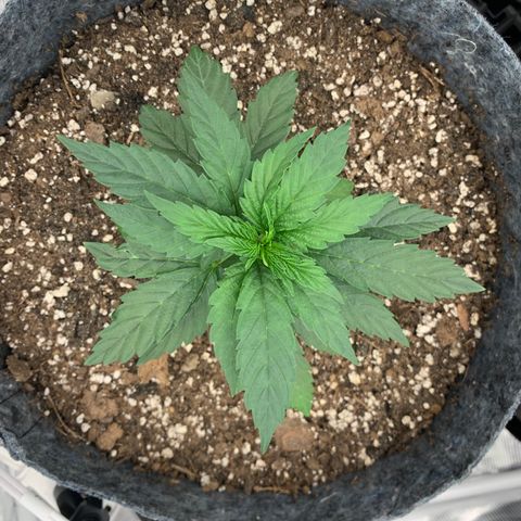 White runtz #1 growlog timeline photo