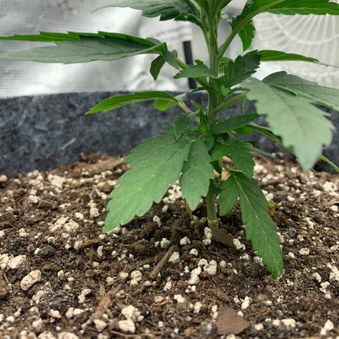 White runtz #1 growlog timeline photo
