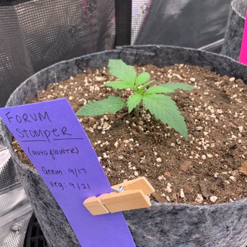 Forum Stomper growlog timeline photo