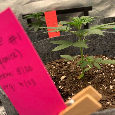 Girl Scout Cookies #1 growlog timeline photo