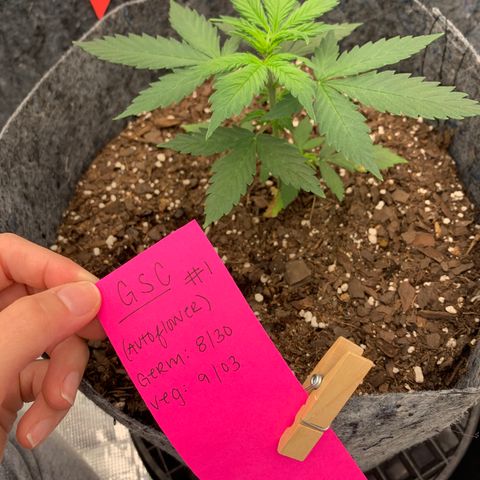 Girl Scout Cookies #1 growlog timeline photo