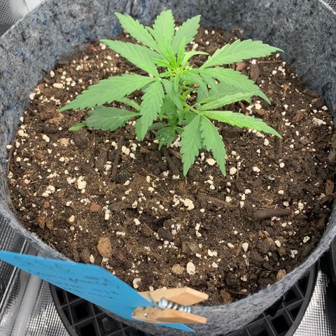 Girl Scout cookies #2 growlog timeline photo