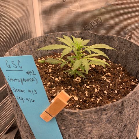 Girl Scout cookies #2 growlog timeline photo