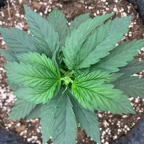 White runtz #1 growlog photo: Fimmed
