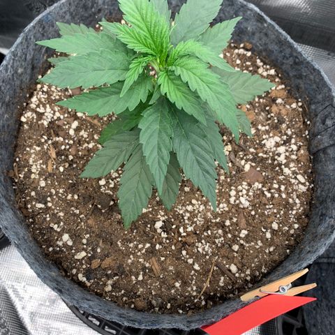 White runtz #1 growlog photo: Fimmed