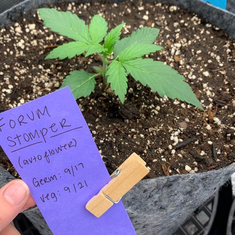 Forum Stomper growlog timeline photo