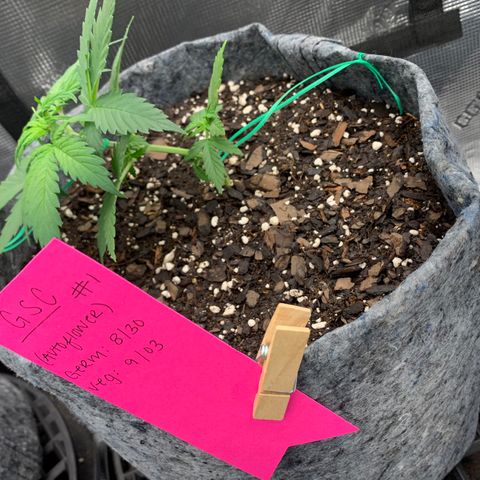 Girl Scout Cookies #1 growlog timeline photo