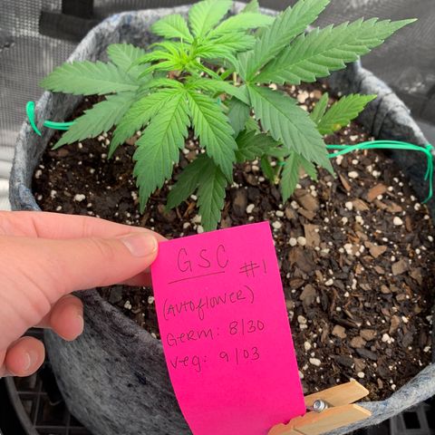 Girl Scout Cookies #1 growlog timeline photo