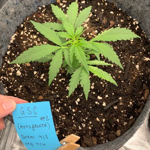 Girl Scout cookies #2 growlog timeline photo