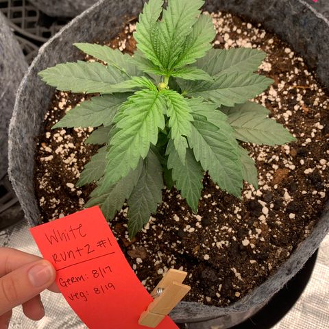 White runtz #1 growlog timeline photo