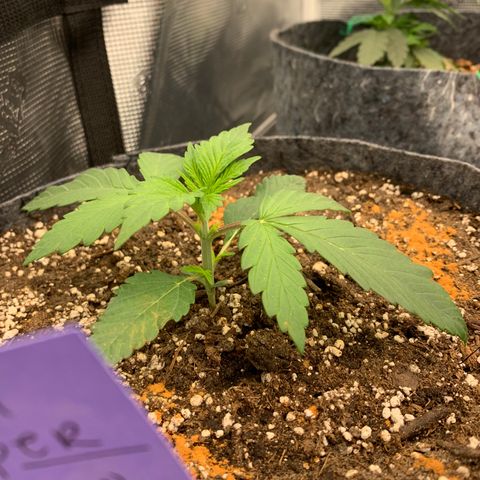 Forum Stomper growlog timeline photo