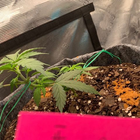 Girl Scout Cookies #1 growlog timeline photo