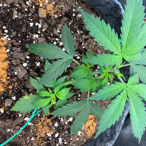Girl Scout Cookies #1 growlog timeline photo