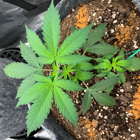 Girl Scout Cookies #1 growlog timeline photo