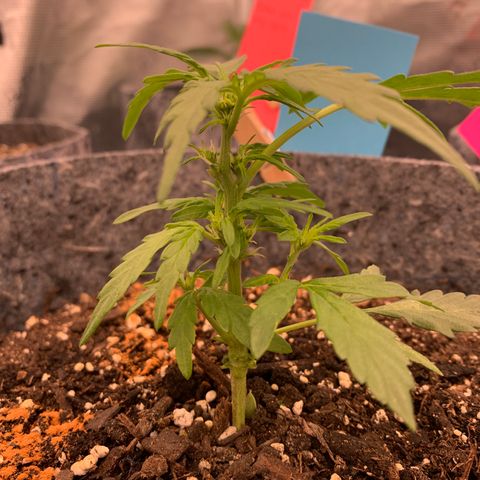 Girl Scout cookies #2 growlog timeline photo