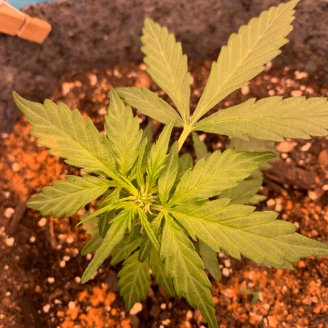 Girl Scout cookies #2 growlog timeline photo