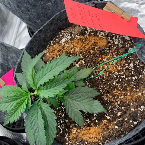 White runtz #1 growlog timeline photo