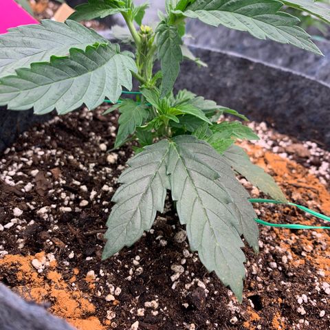 White runtz #1 growlog timeline photo