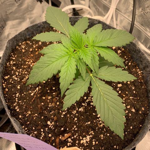 Forum Stomper growlog timeline photo