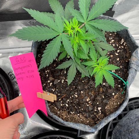 Girl Scout Cookies #1 growlog timeline photo