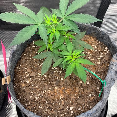 Girl Scout Cookies #1 growlog timeline photo