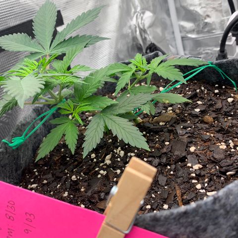 Girl Scout Cookies #1 growlog timeline photo