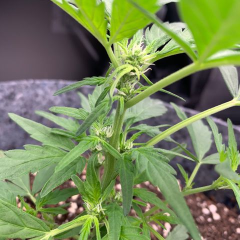 Girl Scout cookies #2 growlog timeline photo