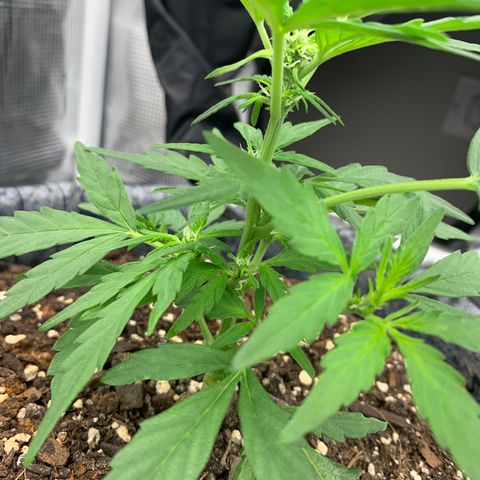 Girl Scout cookies #2 growlog timeline photo