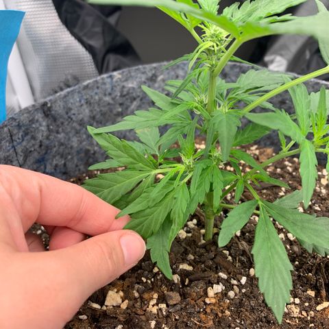Girl Scout cookies #2 growlog timeline photo
