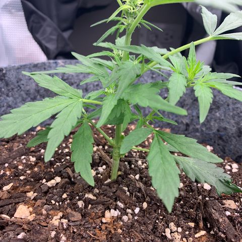 Girl Scout cookies #2 growlog timeline photo