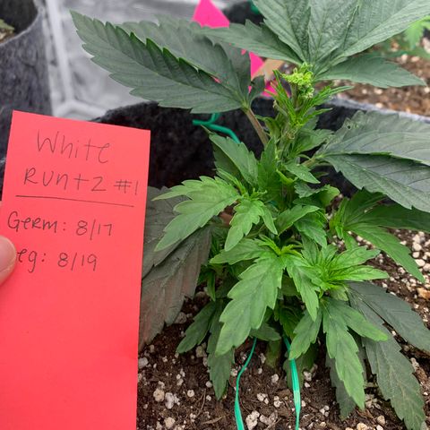 White runtz #1 growlog timeline photo