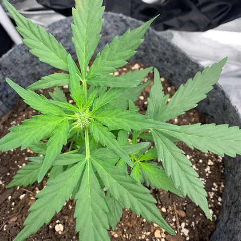 Girl Scout cookies #2 growlog timeline photo