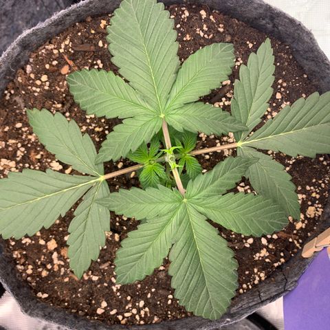 Forum Stomper growlog timeline photo