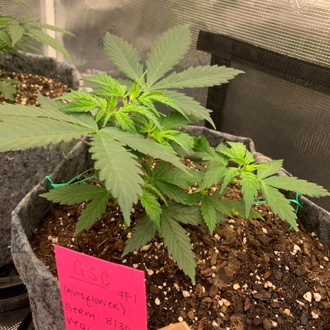 Girl Scout Cookies #1 growlog timeline photo