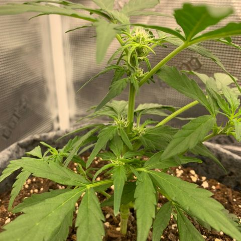 Girl Scout cookies #2 growlog timeline photo